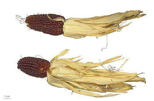 Ilustrasi Daun Jagung Kering (https://id.wikipedia.org/)