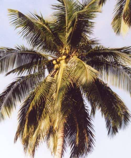 Ilustrasi Daun Kelapa (https://id.wikipedia.org/)