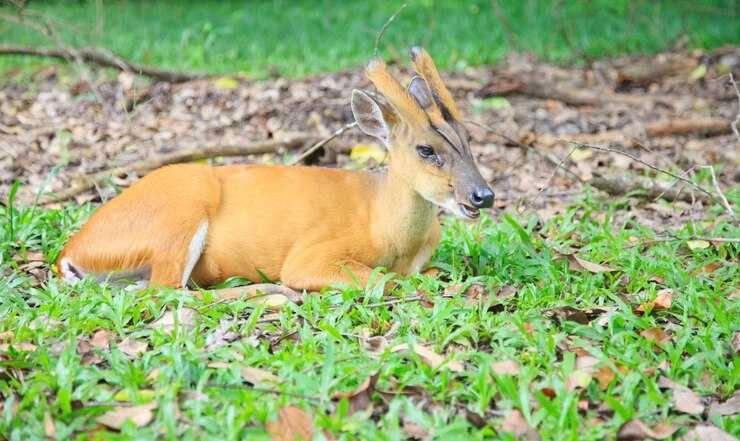 Ilustrasi saola yang perawakannya mirip rusa dan keledai dengan tanduk kecil mencuat sedikit (freepik.com/brgfx)