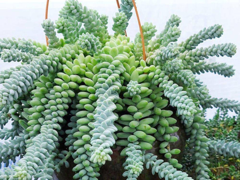 ilustrasi sukulen burro's tail (talkingofplants.com)