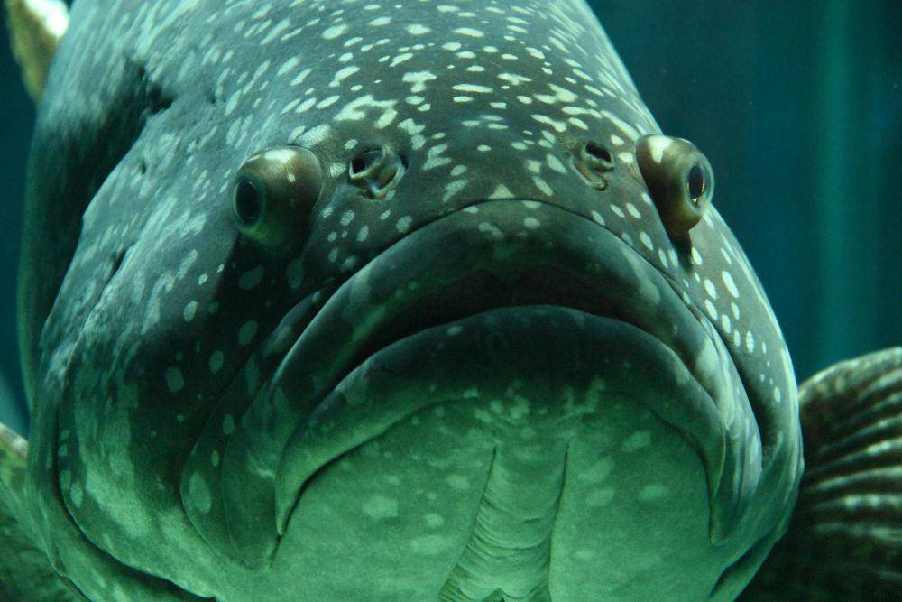 Ikan Kerapu (pexels.com/Pixabay)