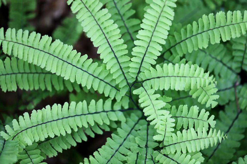 ilustrasi tanaman maidenhair fern (pixabay.com/Nennieinszweidrei)