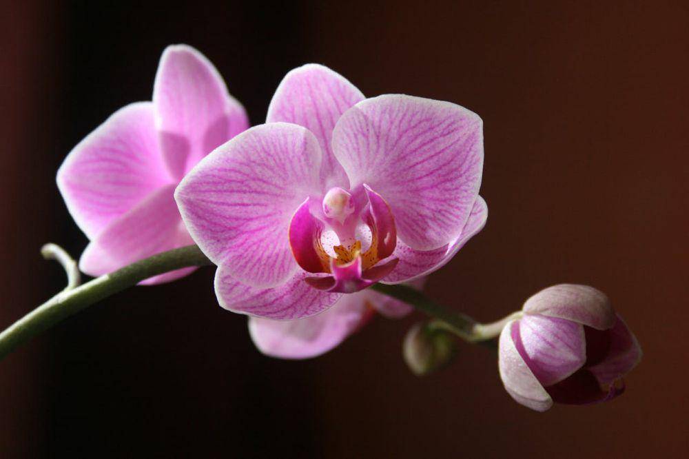 ilustrasi tanaman moth orchid, anggrek bulan (pexels.com/Mick Martin)