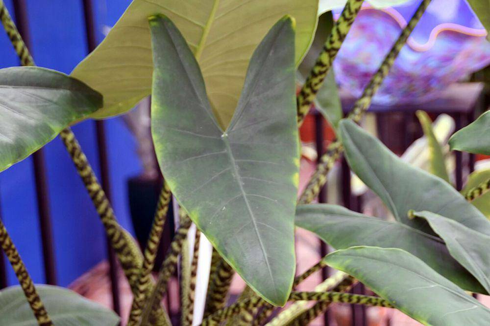 ilustrasi tanaman Alocasia zebrina (commons.wikimedia.org/David J. Stang)