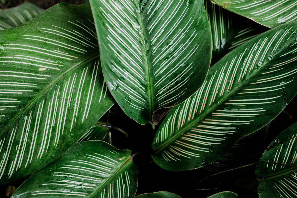 ilustrasi tanaman Pin-stripe calathea (pexels.com/Nothing Ahead)