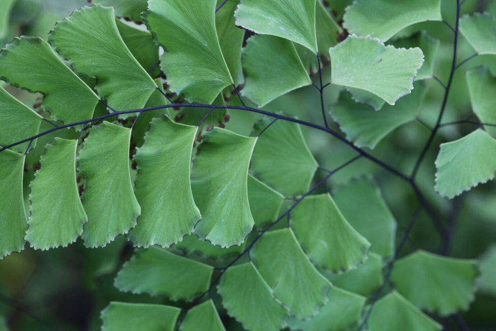 ilustrasi adiantum (freepik.com/wirestock)