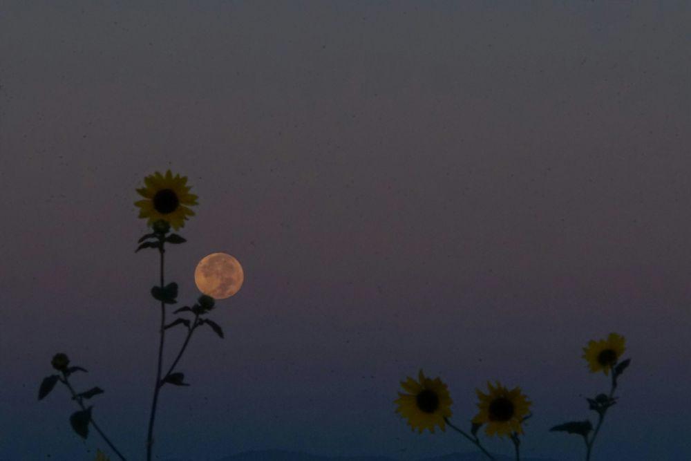 Ilustrasi bulan purnama dengan bunga (unsplash.com/Joseph Bradshaw)