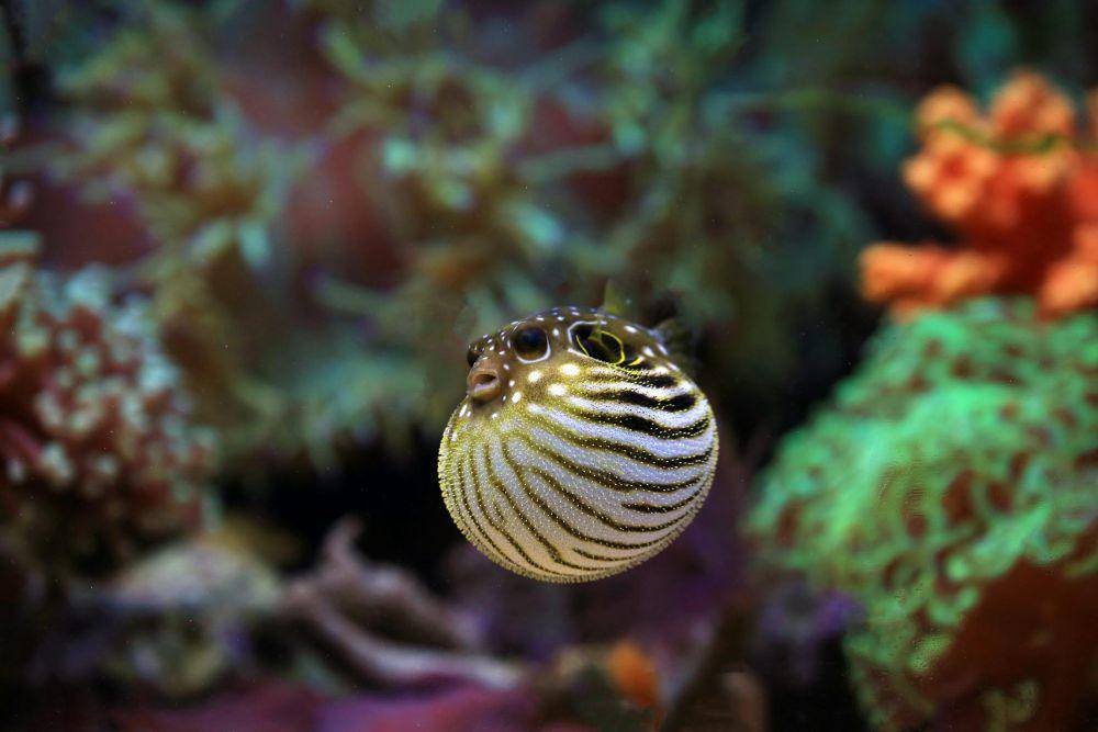 Ikan Buntal (pexels.com/Jeffry S.S.)