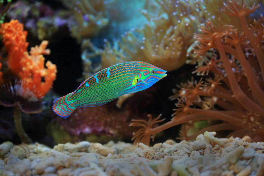 Ikan Keling (pexels.com/Jeffry S.S.)