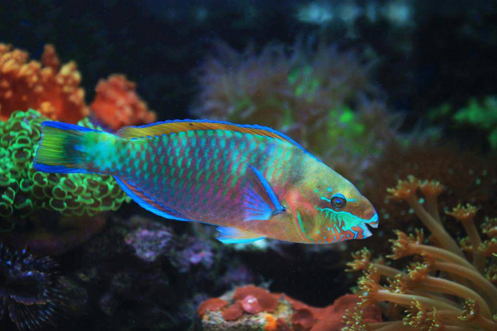 Ikan Kakaktua (pexels.com/Jeffry S.S.)