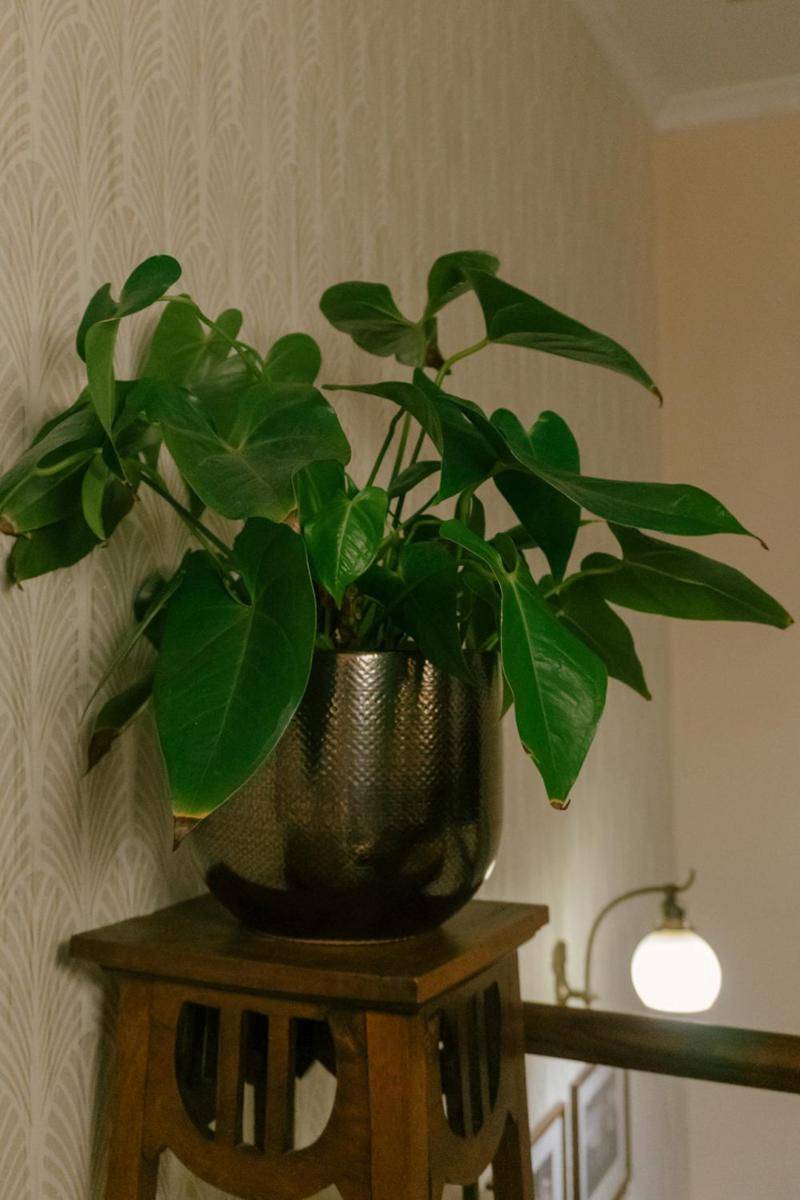 illustrasi tanaman philodendron di tangga (pexels.com/Raymond Petrik)