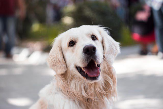 5 Penyebab Seekor Anjing Tiba-Tiba Menyerang Manusia, Sikap Agresif!