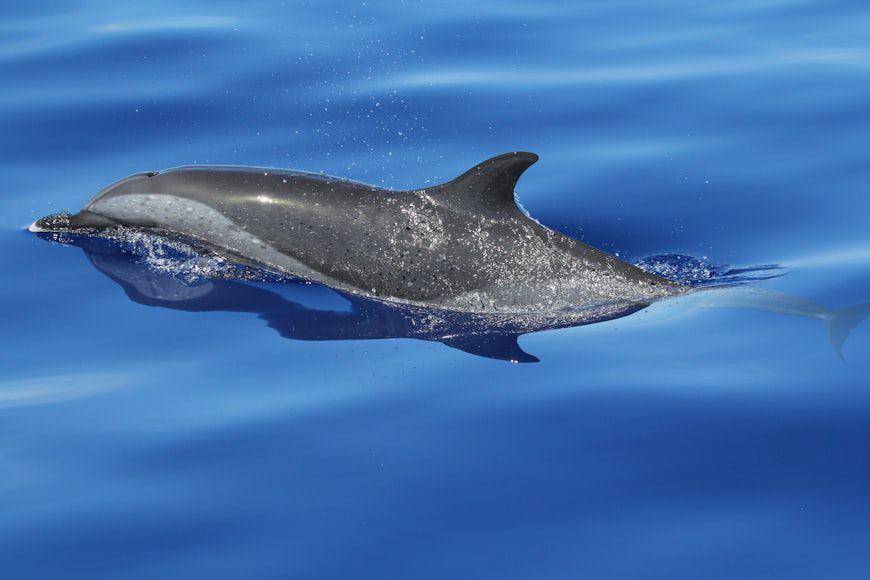 Ilustrasi vaquita yang sedang berenang di perairan Meksiko (unsplash.com/NOAA)