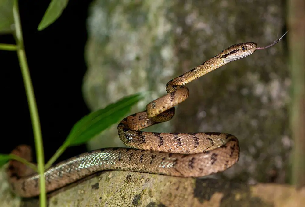 Porno blowjobs va juni yutish Alisa Tretyachenko porno video