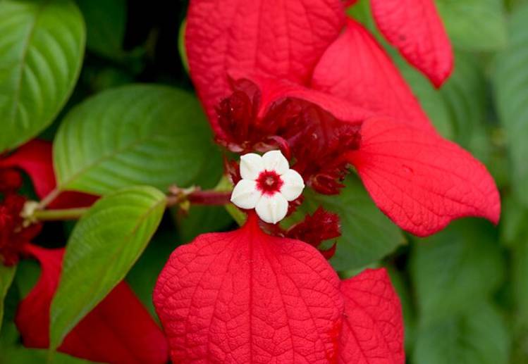 potret mussaenda erythrophylla (commons.wikimedia.org/Ranjithsiji)