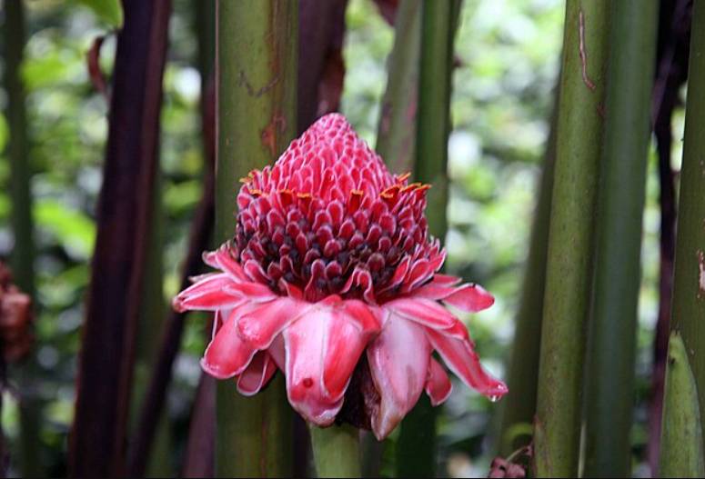 potret etlingera elatior (commons.wikimedia.org/David J. Stang)