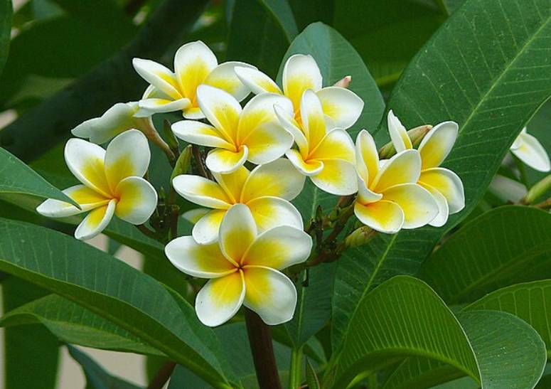 potret plumeria rubra (commons.wikimedia.org/Zachi Evenor)