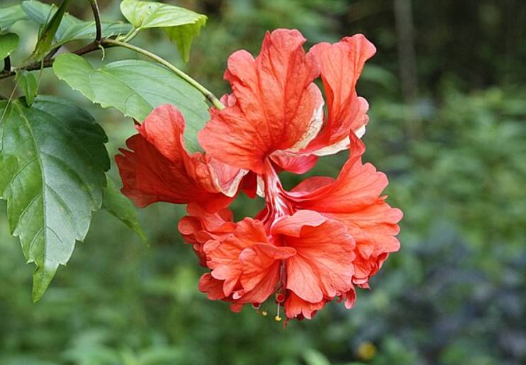 potret hibiscus rosa-sinensis (commons.wikimedia.org/Vengolis)
