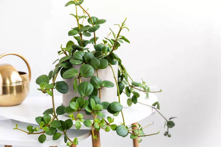 ilustrasi trailing jade peperomia (thespruce.com)