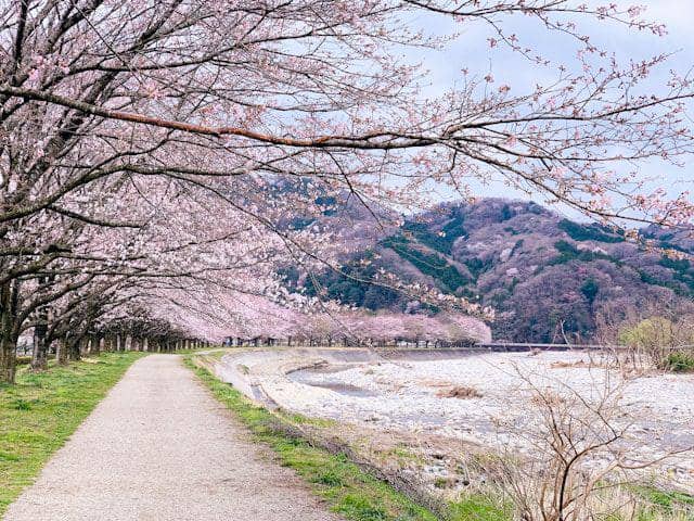 Daftar Prediksi Mekarnya Bunga Sakura di Beberapa Kota di Jepang