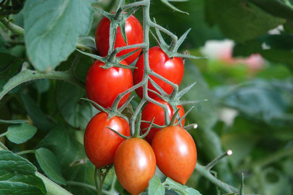 ilustrasi tomat plum (pixabay.com/Bilderwelt68)