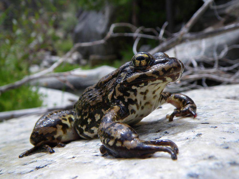 Katak gunung (commons.wikimedia.org/Survei Geologi AS dari Reston, VA, AS)