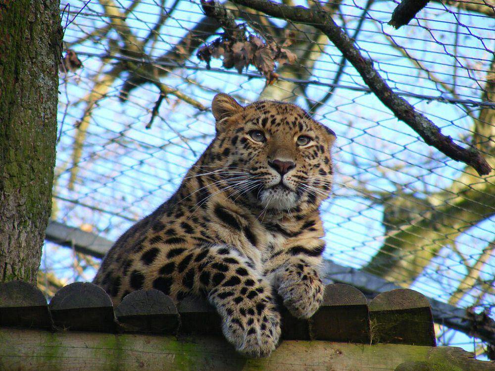 Macan tutul amur (commons.wikimedia.org/Maria Hale)