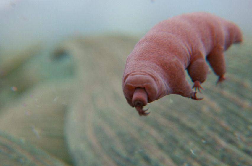 Tardigrade bisa mati suri bertahun-tahun (flickr.com/Rebekah Smith)