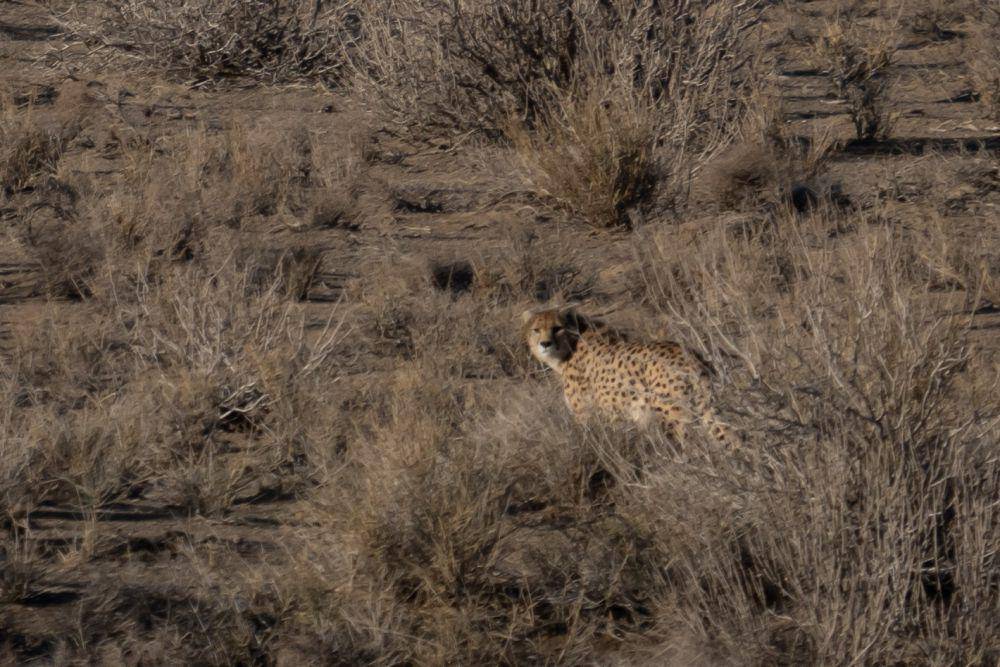 Cheetah asia (commons.wikimedia.org/موسی مزینانیان)