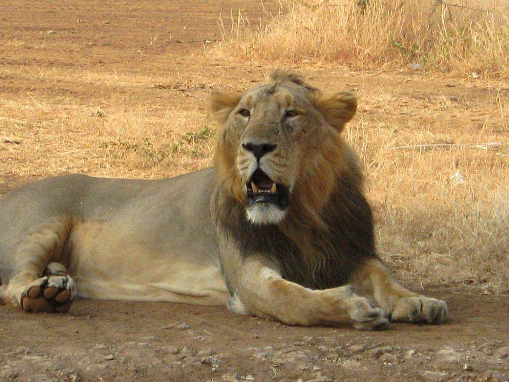 Singa asia (commons.wikimedia.org/Nikunj vasoya)