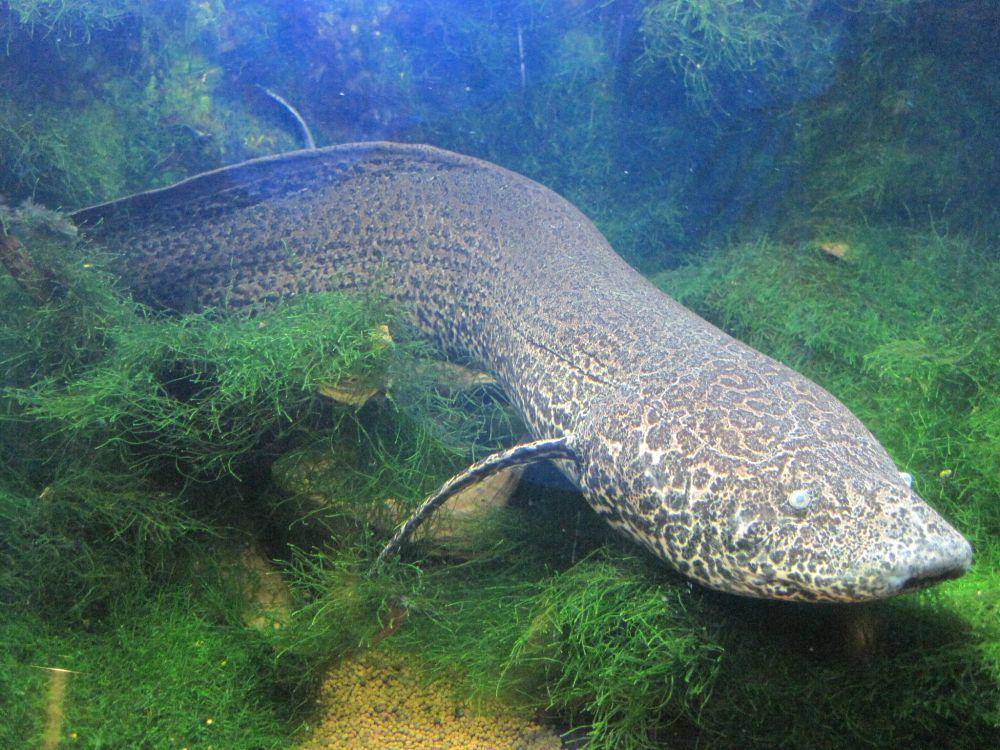 Ikan ini hidup dalam lumpur kering (flickr.com/Joel Abroad)