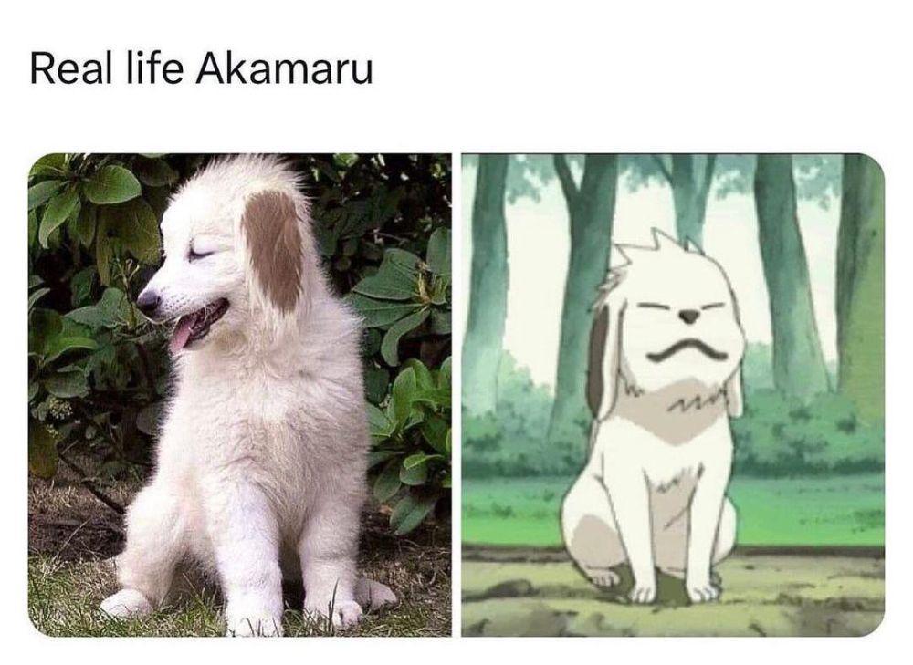 7 Meme Akamaru dari Anime Naruto, Anjing Andalan Kiba!