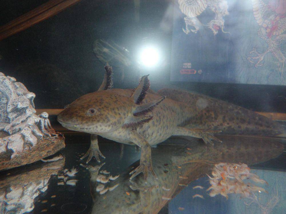 Axolotl (pixabay.com/Jerrico)