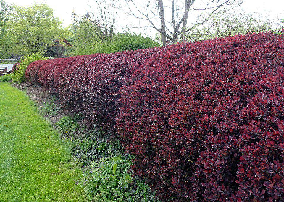 Ilustrasi tanaman semak japanese barberry (commons.m.wikimedia.org/Krzysztof Ziarnek, Kenraiz)
