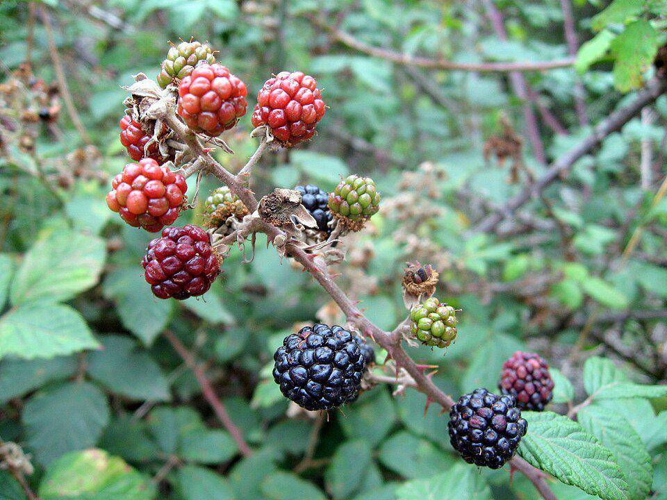 Ilustrasi tanaman semak berduri bramble yang menghasilkan buah beri (commons.m.wikimedia.org/Simon Johan)