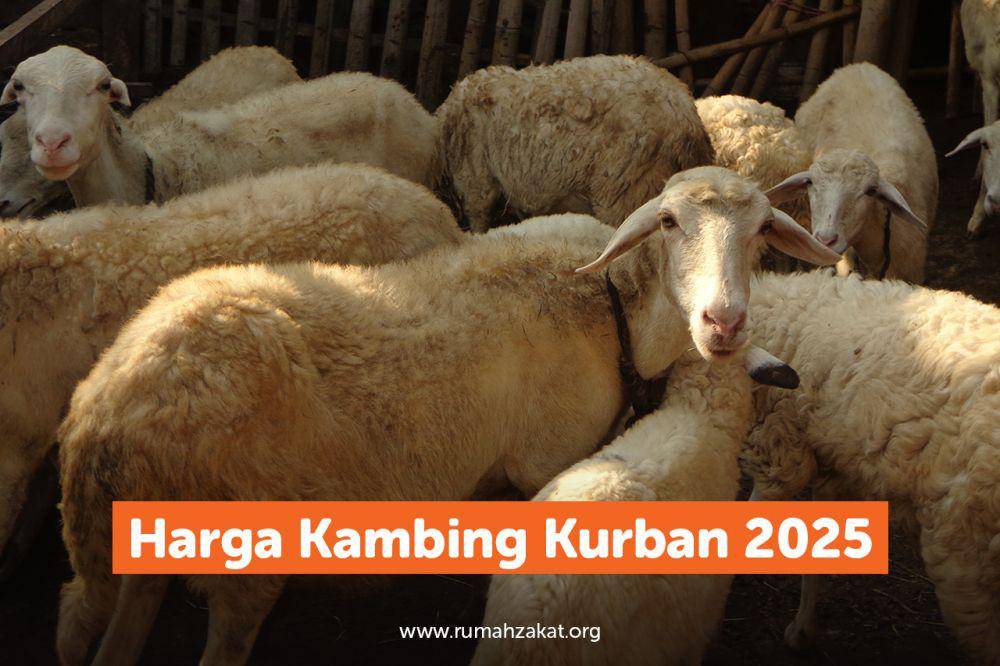 Harga kambing kurban 2025 di Rumah Zakat untuk Idul Adha (rumahzakat.org)