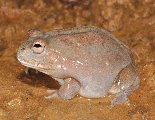 Katak gurun bisa tidur bertahun-tahun (commons.wikimedia.org/Anstis dkk.)