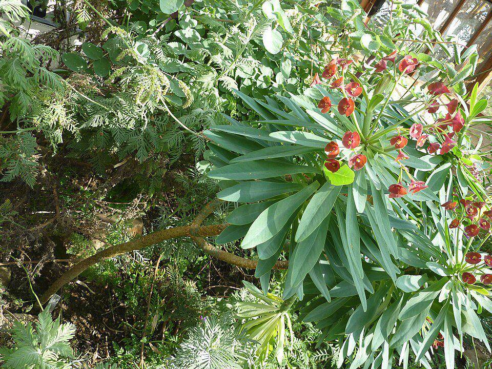 Ilustrasi tanaman semak berduri Euphorbia (commons.m.wikimedia.org/Magnus Manske)