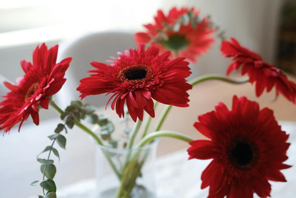ilustrasi bunga gerbera (pexels.com/Beyzaa Yurtkuran)