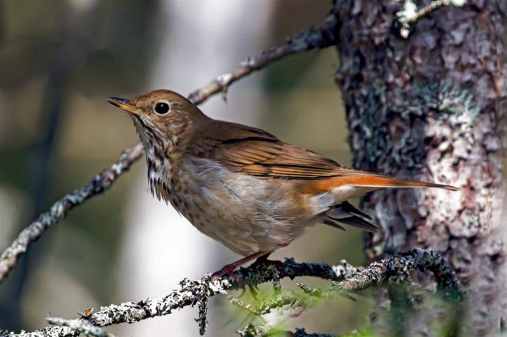 ilustrasi burung hermit trush (pixabay.com/Canadian-Nature-Visions)