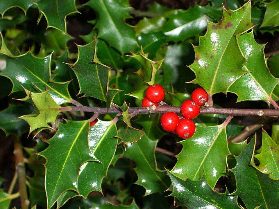 Ilustrasi tanaman semak berduri holly (commons.wikimedia.m.org/Kristina DC Hoeppner)