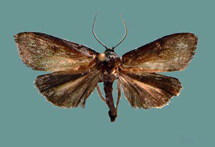 Ngengat Cryptophasa warouwi dalam jurnal Zootaxa (mapress.com/Watung et al)