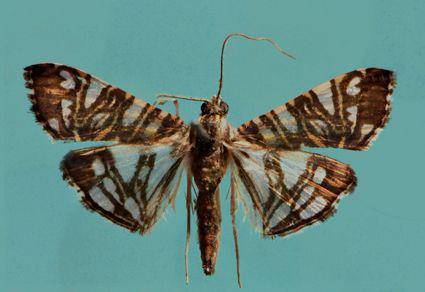 Ngengat G. nurfitriae dalam jurnal Zootaxa (mapress.com/Watung et al)