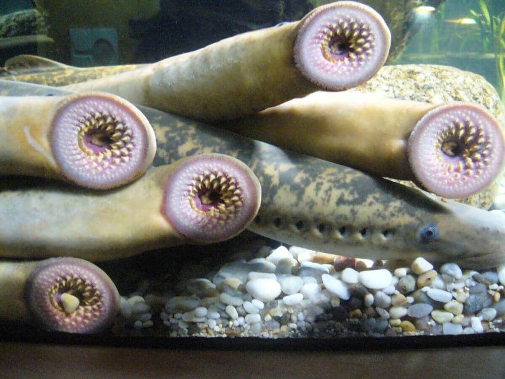 ilustrasi lamprey (commons.wikimedia.org/Fernando Losada Rodríguez)