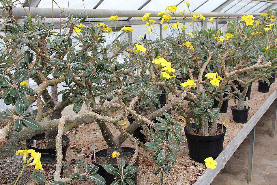 Ilustrasi tanaman berduri Pachypodium (commons.m.wikimedia.org/Peter A. Mansfeld)