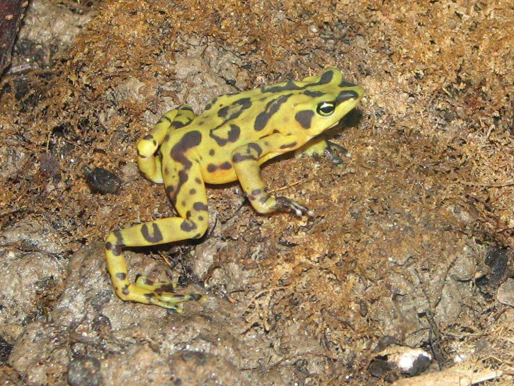 Katak emas Panama (commons.wikimedia.org/gunting Lt)