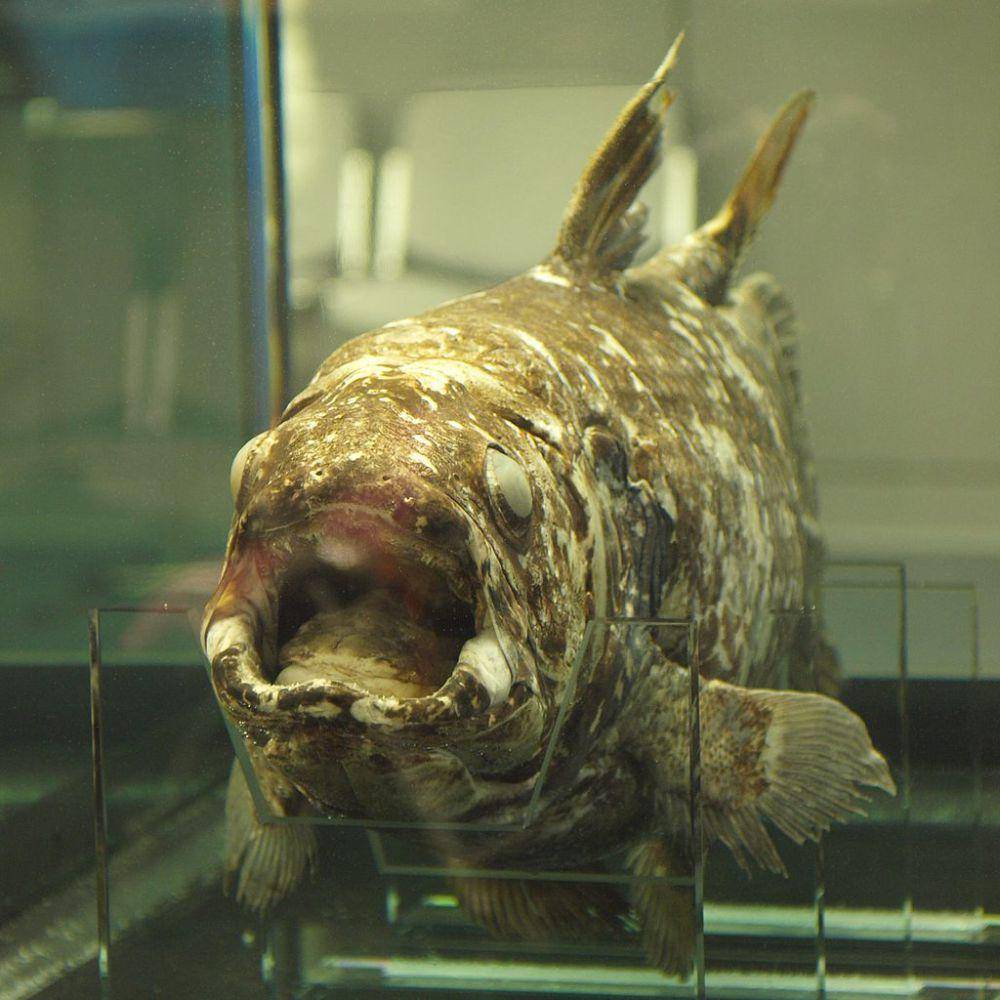 penampakan Coelacanth (wikimedia commons/Daiju Azuma)