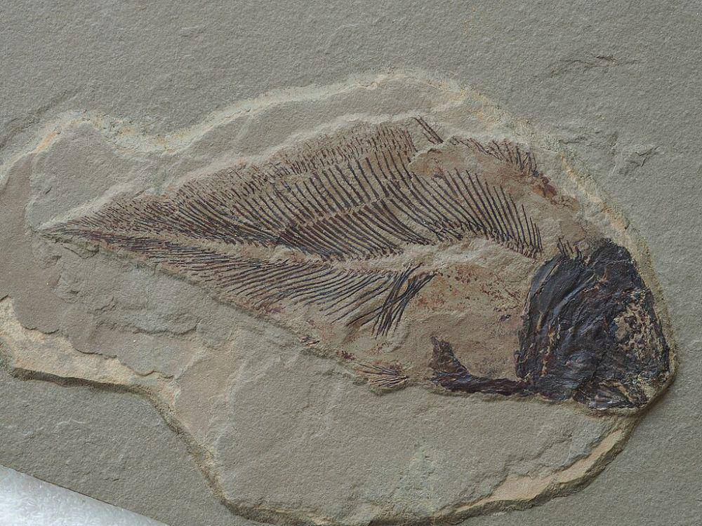 fosil Coelacanth (wikimedia commons/Oil-shale)