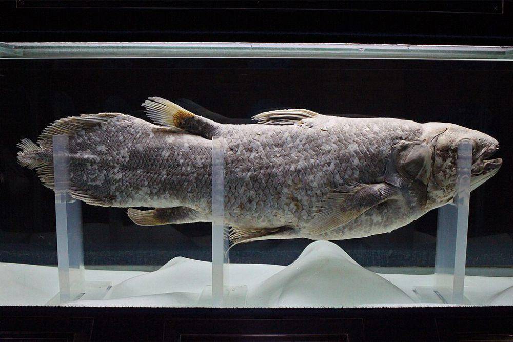 penampakan Coelacanth (wikimedia commons/Amelia Guo)