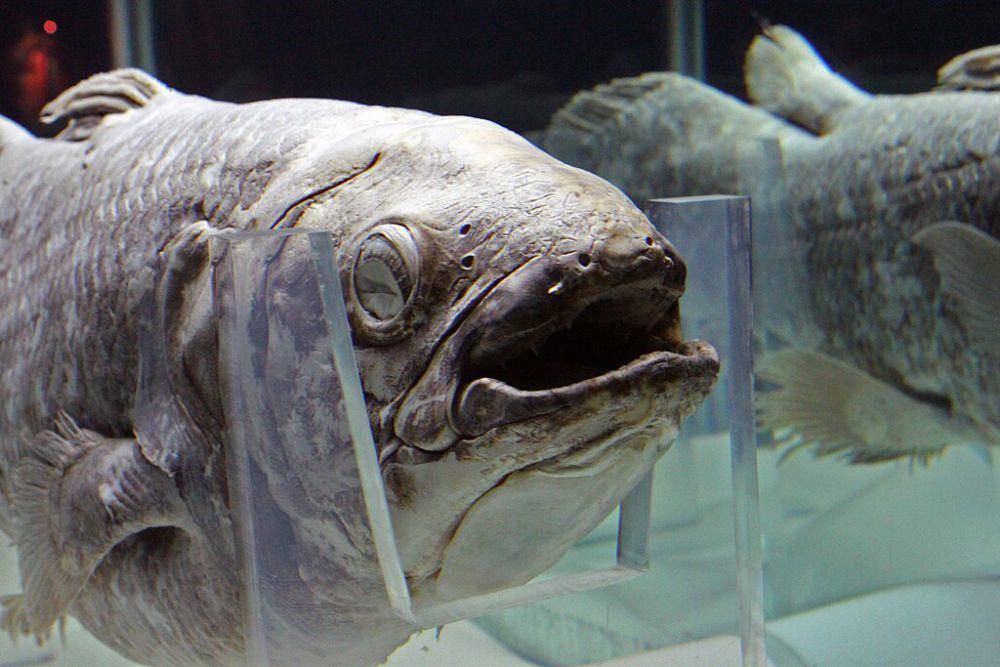 penampakan ikan purba Coelacanth (wikimedia commons/Amelia Guo)